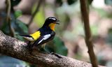 Yellow-rumped Flycatcher