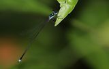 Coeliccia didyma