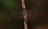 Dark-tipped Forest-Skimmer (Cratilla metallica)