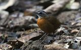 Malayan Black-capped Babbler