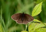 Luktgrsfjril (Aphantopus hyperantus) Ringlet