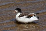 Common Shelduck (Gravand)