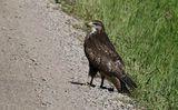 Common Buzzard (Ormvrk)
