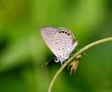 Jewelled Grass-Blue (Freyeria putli)