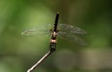 Blue Adjutant (Aethriamanta aethra)