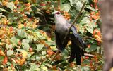 Green-billed Malkoha