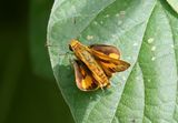 Pale Palm Dart (Telicota colon)