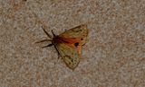 Crimson Tiger Moth (Ardices curvata)