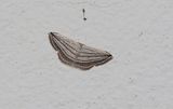 Scopula opicata 