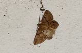Petelia medardaria 