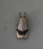 Vamuna alboluteola
