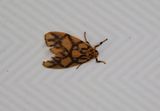 Miltochrista conjunctana 