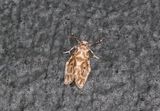 Cabarda nigripuncta 