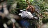 Coal Tit (Periparus ater ptilosus)