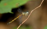 Rhinagrion mima