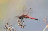 Red Glider (Tramea transmarina)