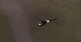 Banded Skimmer (Pseudothemis jorina)