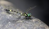 Lamelligomphus castor