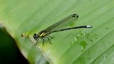 Anisopleura furcata 