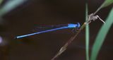 Azure Marsh Dart (Ceriagrion azureum)