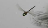 Emerald (Hemicordulia tenera)