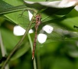 Petaliaeschna flavipes 