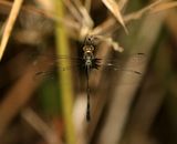 Common Shadow-Emerald (Macromidia rapida)
