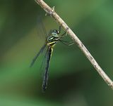 Idionyx optatus 