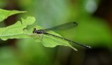 Burmargiolestes melanothorax 