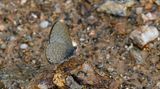 Mauve Line-Blue (Petrelaea tombugensis)
