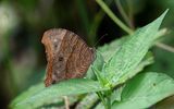 Papuan Evening Brown (Melanitis constantia)