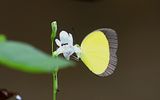 Broad-Margined Grass-Yellow (Eurema puella)
