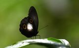 Taenaris dioptrica
