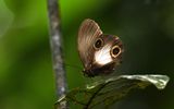 Taenaris dioptrica