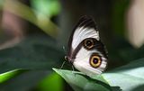 Silky Owl (Taenaris catops)