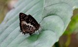 Arhopala auxesia 
