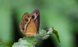 Hewitsons Bushbrown (Mycalesis phidon)