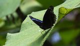 Blue-banded Eggfly (Hypolimnas alimena)