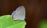 Silver Forget-Me-Not (Catochrysops panormus)