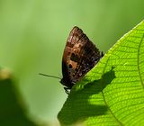 Arhopala adherbal 