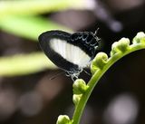 Orchid Flash (Hypolycaena danis)