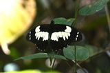 Papilio euchenor