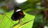 Eastern Red Lacewing Butterfly (Cethosia cydippe)