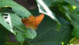 Cruiser (Vindula arsinoe)