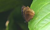 Blue-banded Eggfly (Hypolimnas alimena)