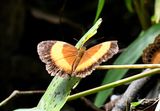 Bordered Rustic (Cupha prosope)