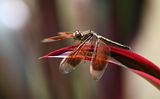 Painted Grasshawk (Neurothemis stigmatizans)