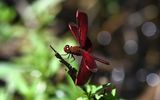 Neurothemis manadensis