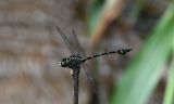 Ictinogomphus lieftincki 