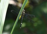Green Skimmer (Orthetrum serapia)